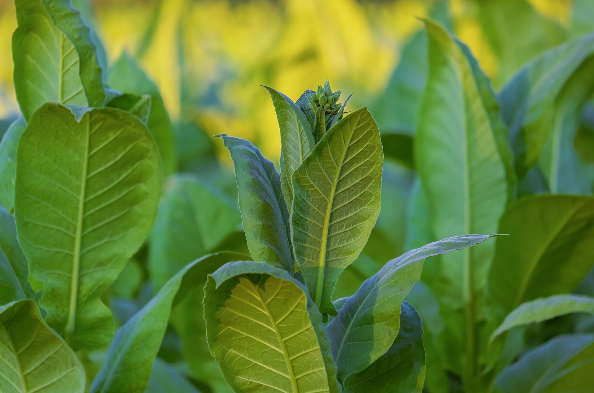 feuilles de tabac en croissance